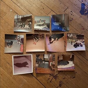 Vintage Dog Photo Collection